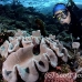 scorpionfish_tasseled_bb_lc_h_0151_kom1468.jpg